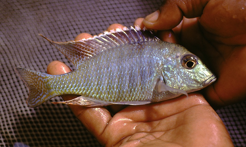 Lethrinops lunaris 'Senga Bay'